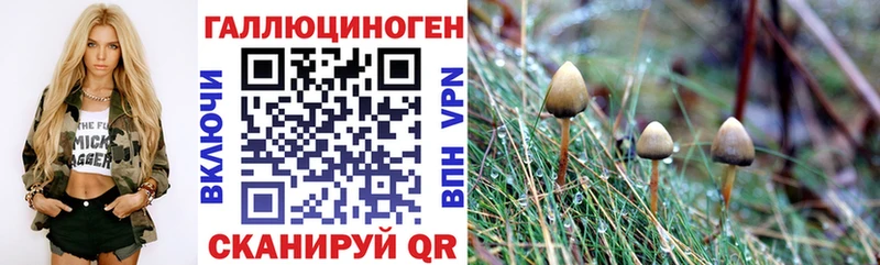 Псилоцибиновые грибы Cubensis  Крым 